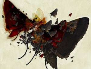 mariposas