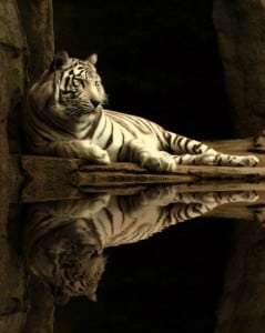animal