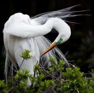 animalphotos37 1