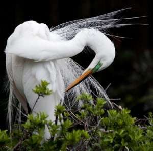 animalphotos37