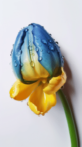colorvivo top view of blue tulip extremely detailed photorealis a1350fa0 b068 4624 b759 e1d594ccced4