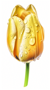 colorvivo top view of tulip extremely detailed photorealistic w 88323707 fa2b 471a 916c c89fa5aba703
